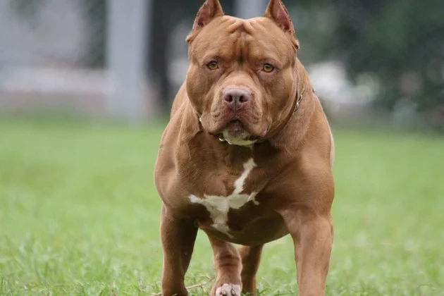 pitbull ataque